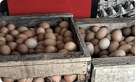 Telur Ayam